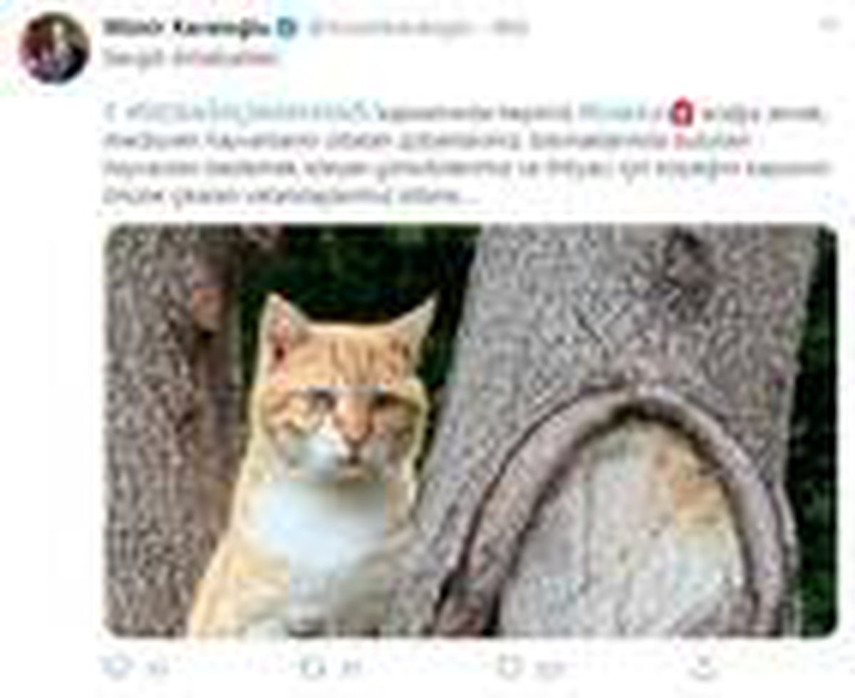 Antalya Valisi\'nden evcil ve sokak hayvanları için önemli karar