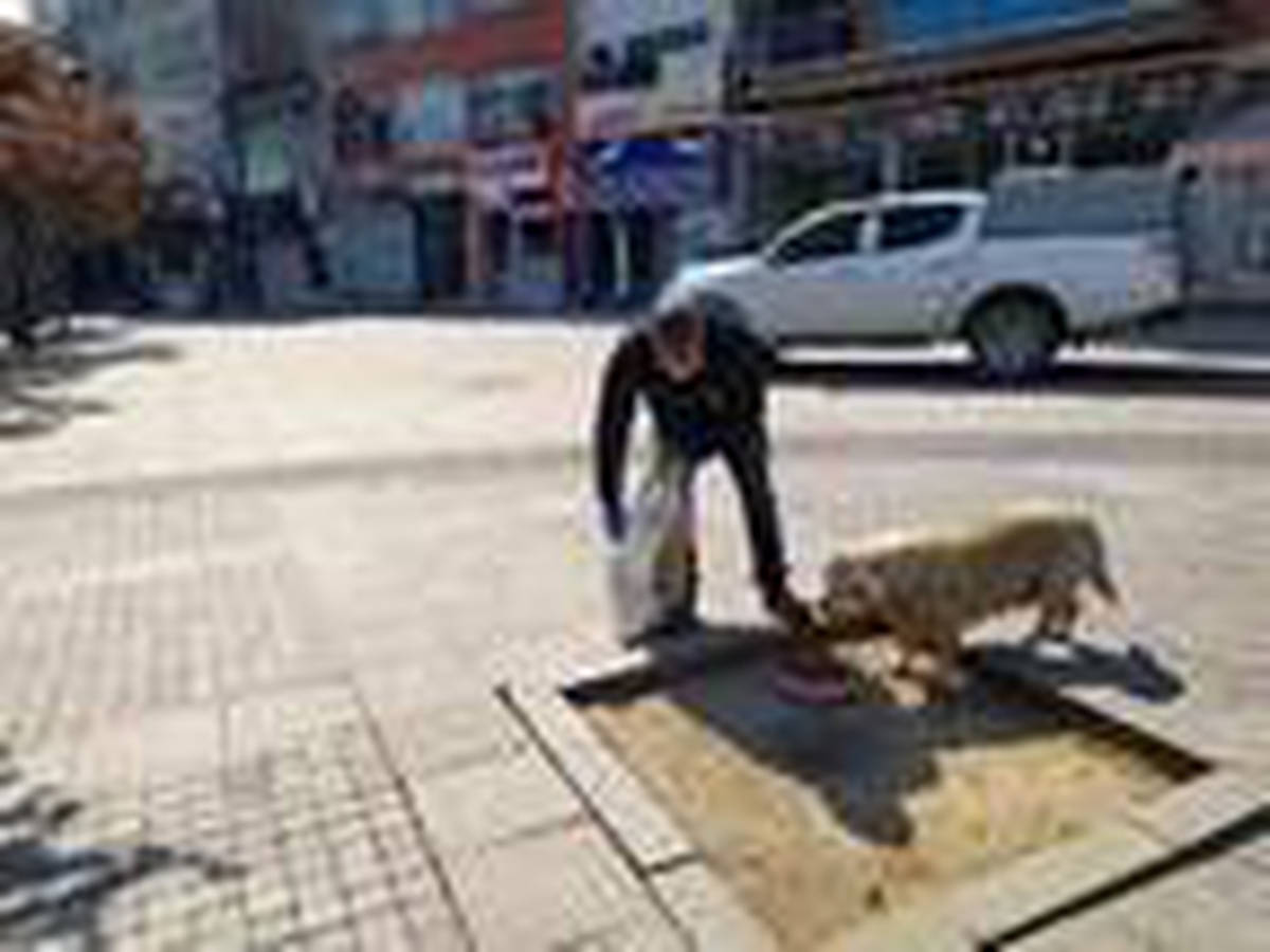 Gebze\'de sokağa çıkma yasağında belediye ekipleri hayvanları besledi