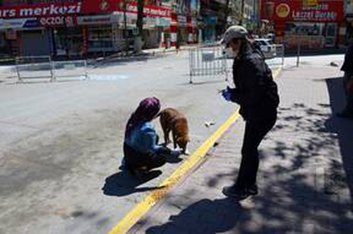 Malatya\'da sokak hayvanları için gönüllüler yem bıraktı