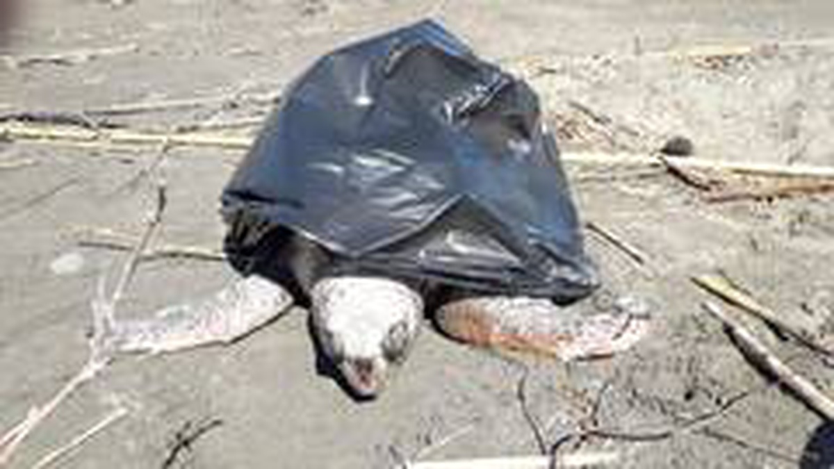 Sahile ölü Caretta caretta vurdu