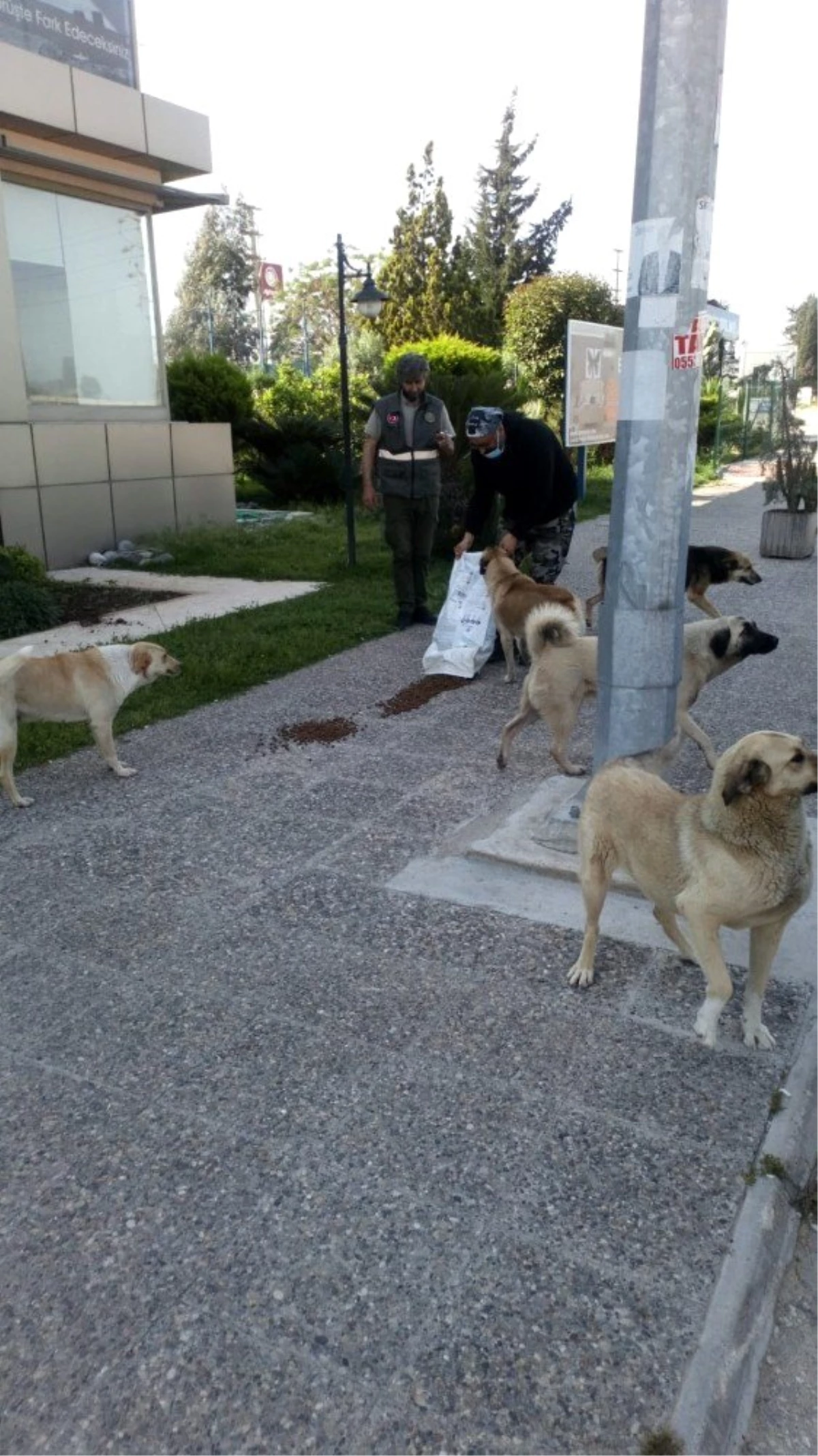 Adana\'da sokak hayvanları aç bırakılmıyor