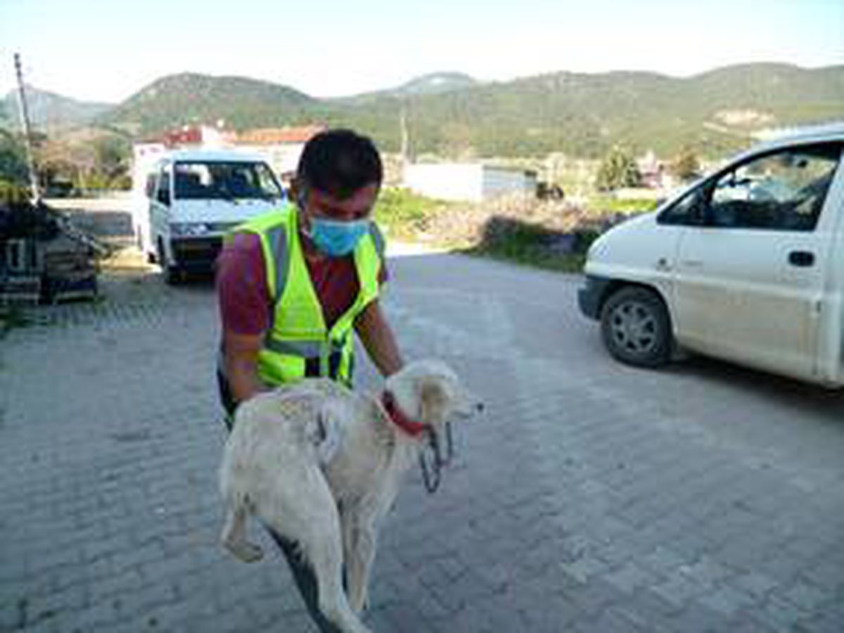 Bilecik\'te tüfekle vurularak yaralanan köpek tedavi altına alındı