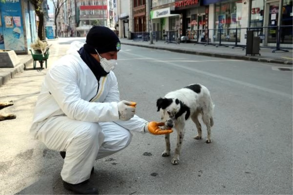 Boş kalan caddede sokak köpeklerini elleriyle beslediler