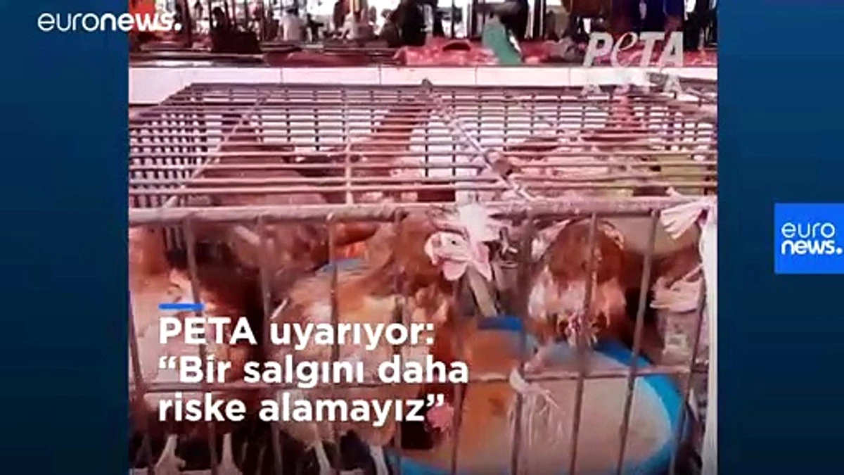 PETA Asya\'da hala açık vahşi hayvan pazarları için uyardı: Bir salgın riski daha alamayız | Video