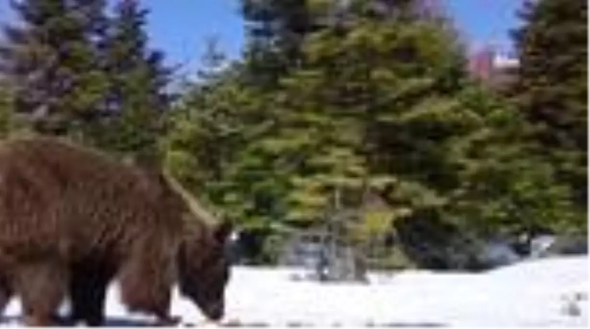 Uludağ\'da yaban hayatı fotokapana takıldı