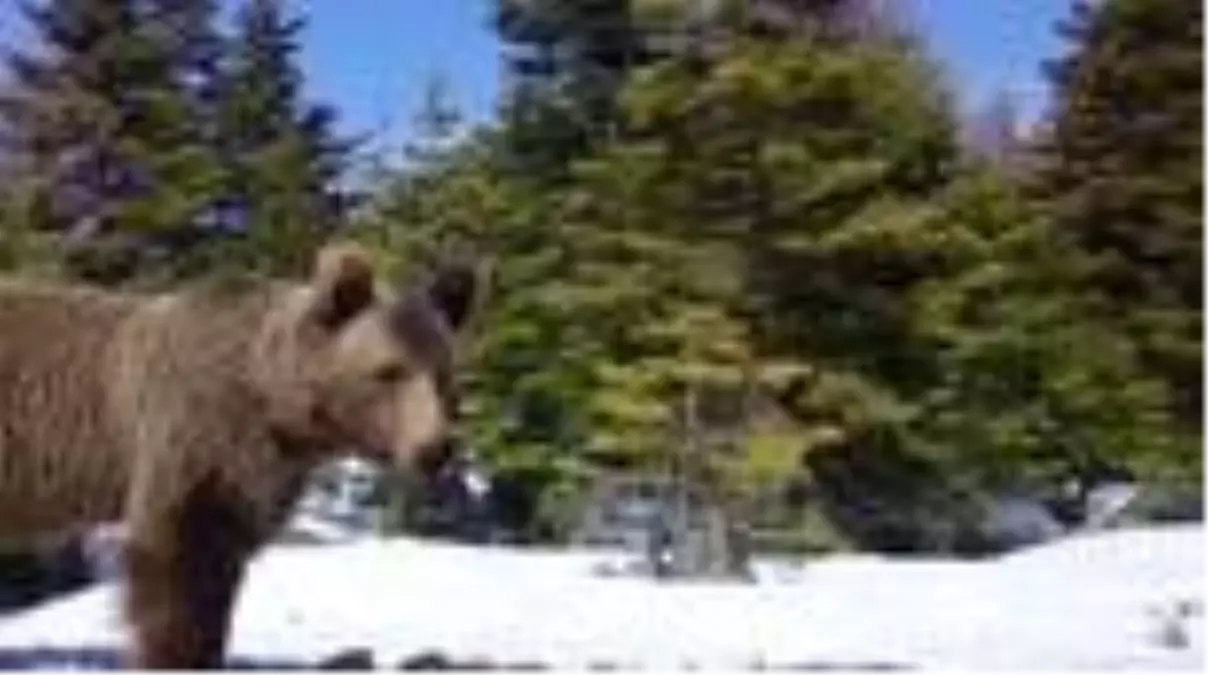 Uludağ Milli Parkı\'nda yaban hayatı fotokapanla görüntülendi - BURSA