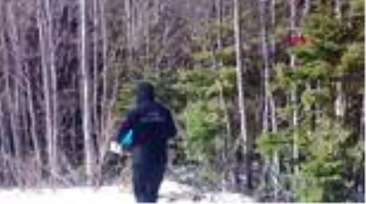 BURSA Uludağ\'da, yaban hayvanlarının beslenme anı kamerada