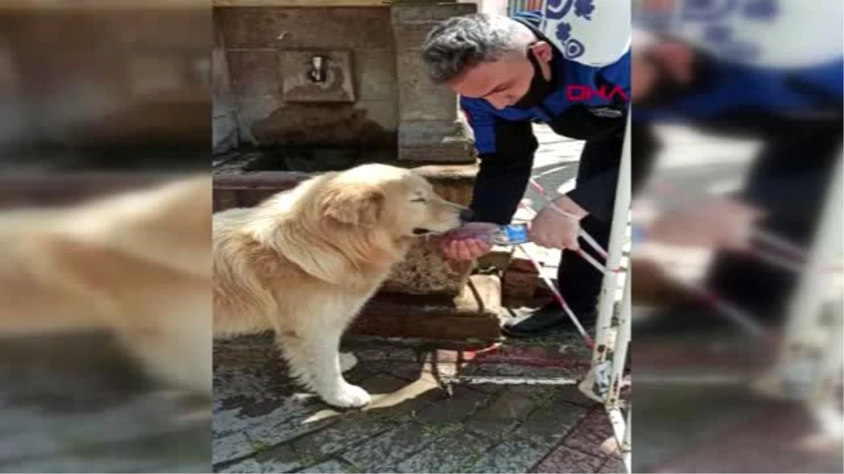 BURSA Zabıta, sokaktaki köpeğe eliyle su içirdi