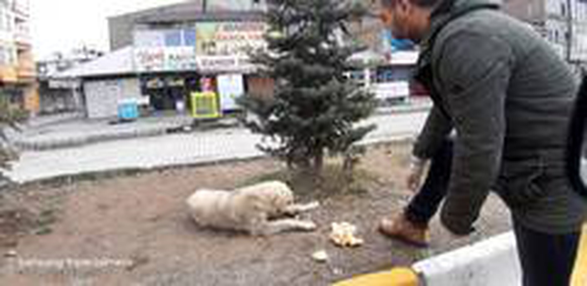 Çaldıran Belediyesinden sokak hayvanlarına yiyecek desteği