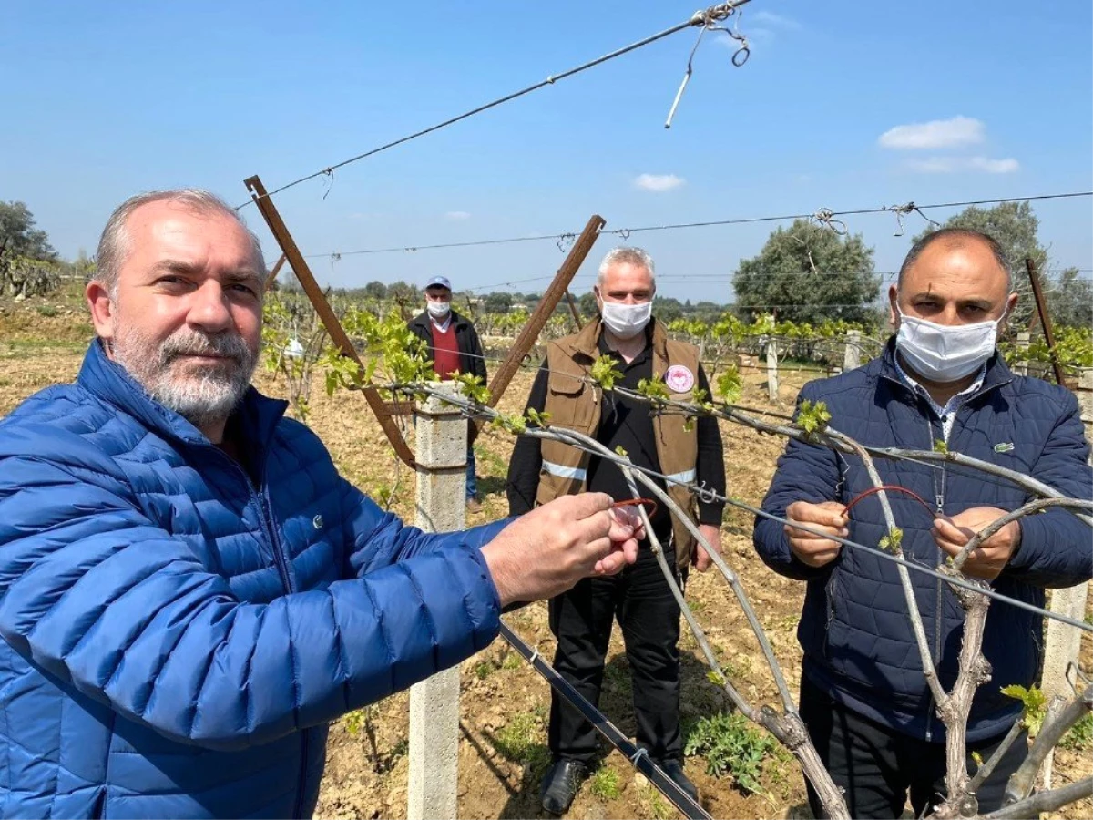 Feromon tel bağları salkım güvesinden koruyacak