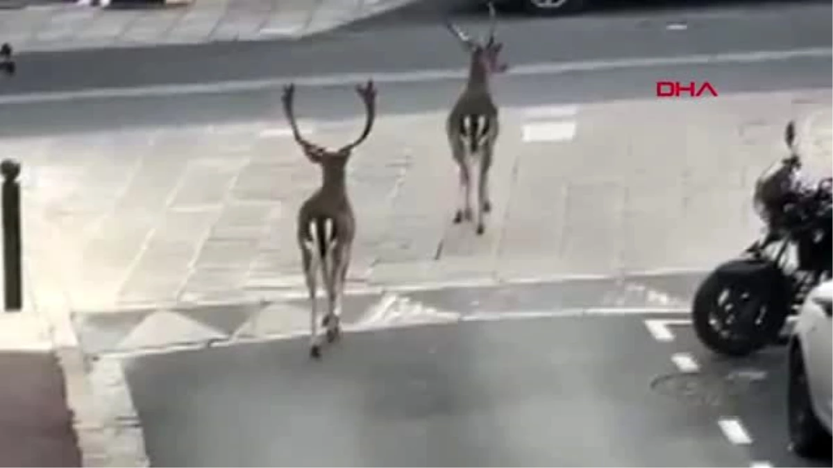 Fransa\'da caddelerde halk yerine geyikler gezdi