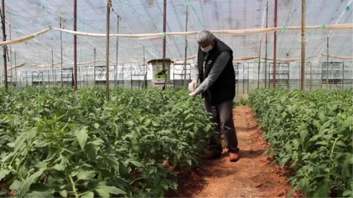 "Türkiye\'nin yaş sebze meyve üssü"nde üreticiler yoğun mesaide