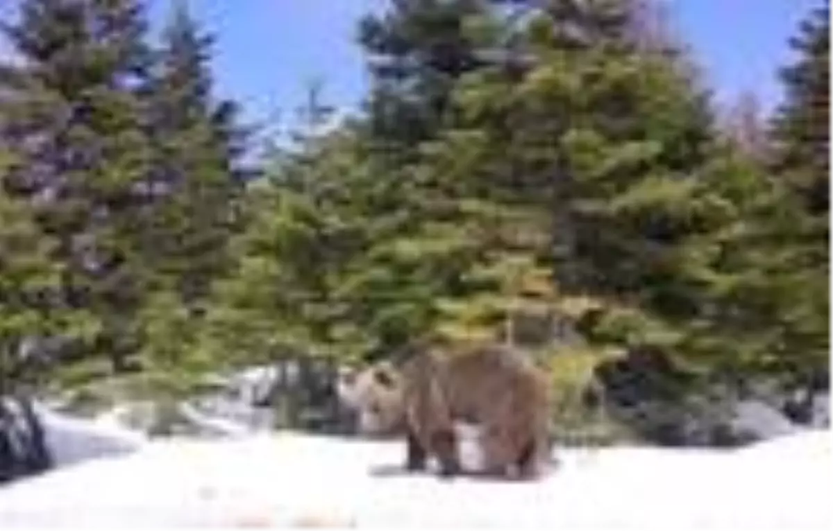 Uludağ\'da, yaban hayvanlarının beslenme anı kamerada