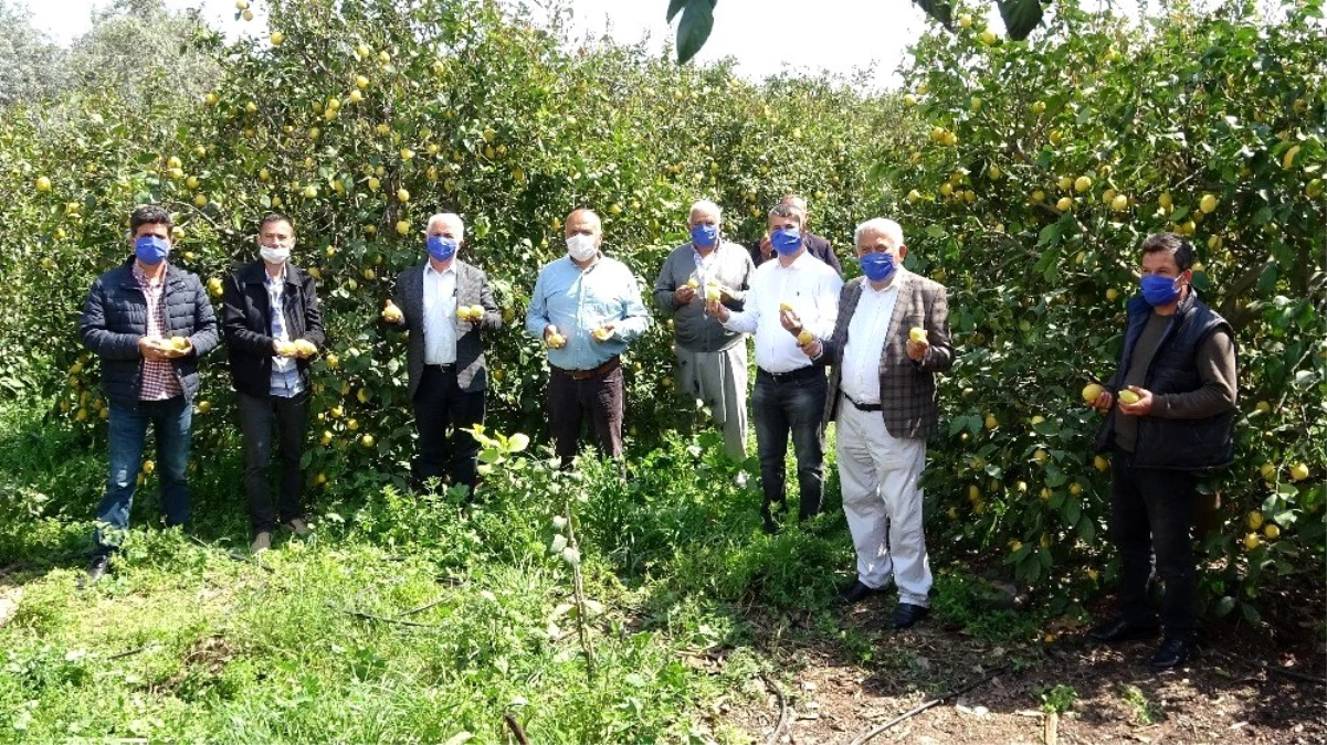 Üretici limon ihracatının açılmasını bekliyor