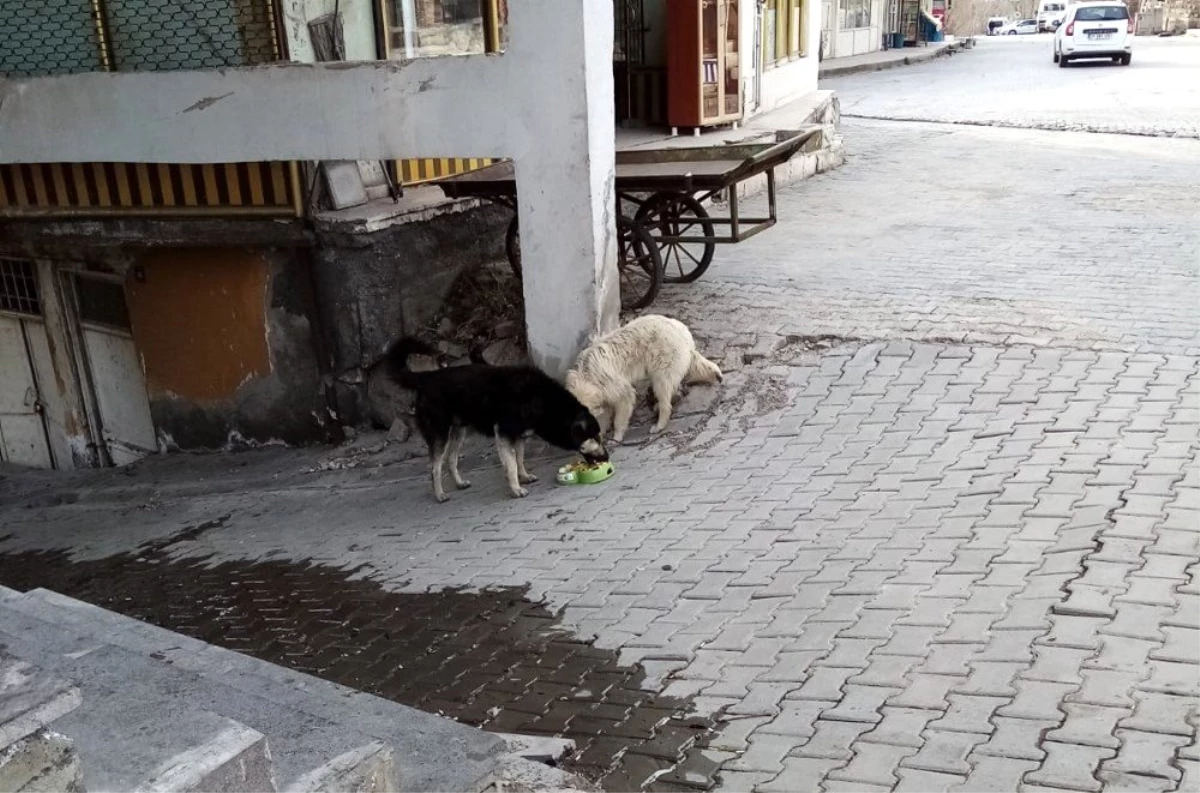 Adilcevaz Belediyesi sokak hayvanlarını unutmadı