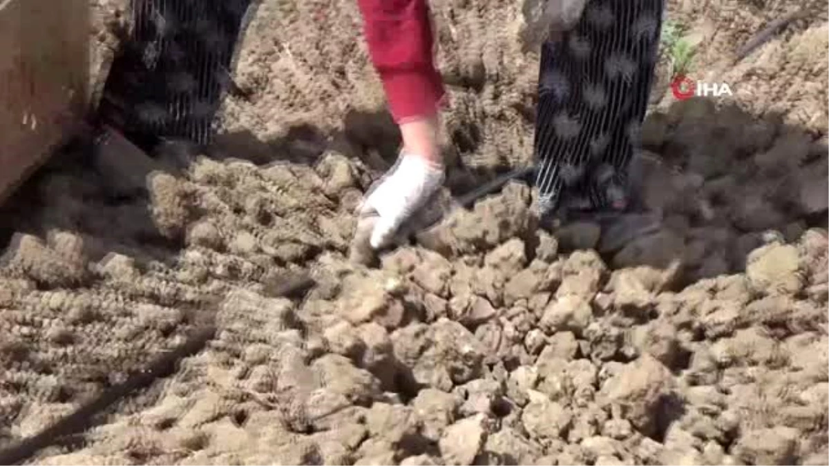 Bafra Ovası\'nda örtü altı karpuz fideleri toprakla buluşuyor