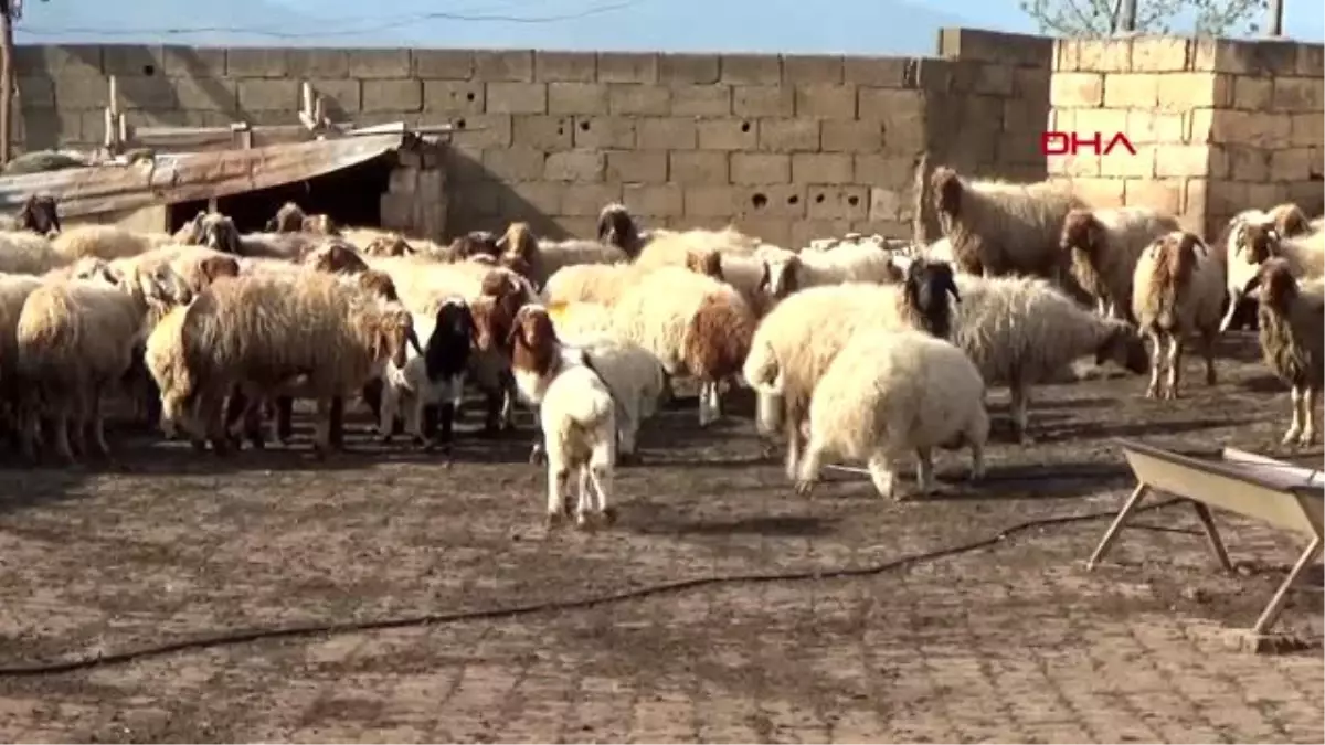 GAZİANTEP İslahiyeli aşık, koronavirüs için türkü besteledi Ne kötü dertmiş zalim korona