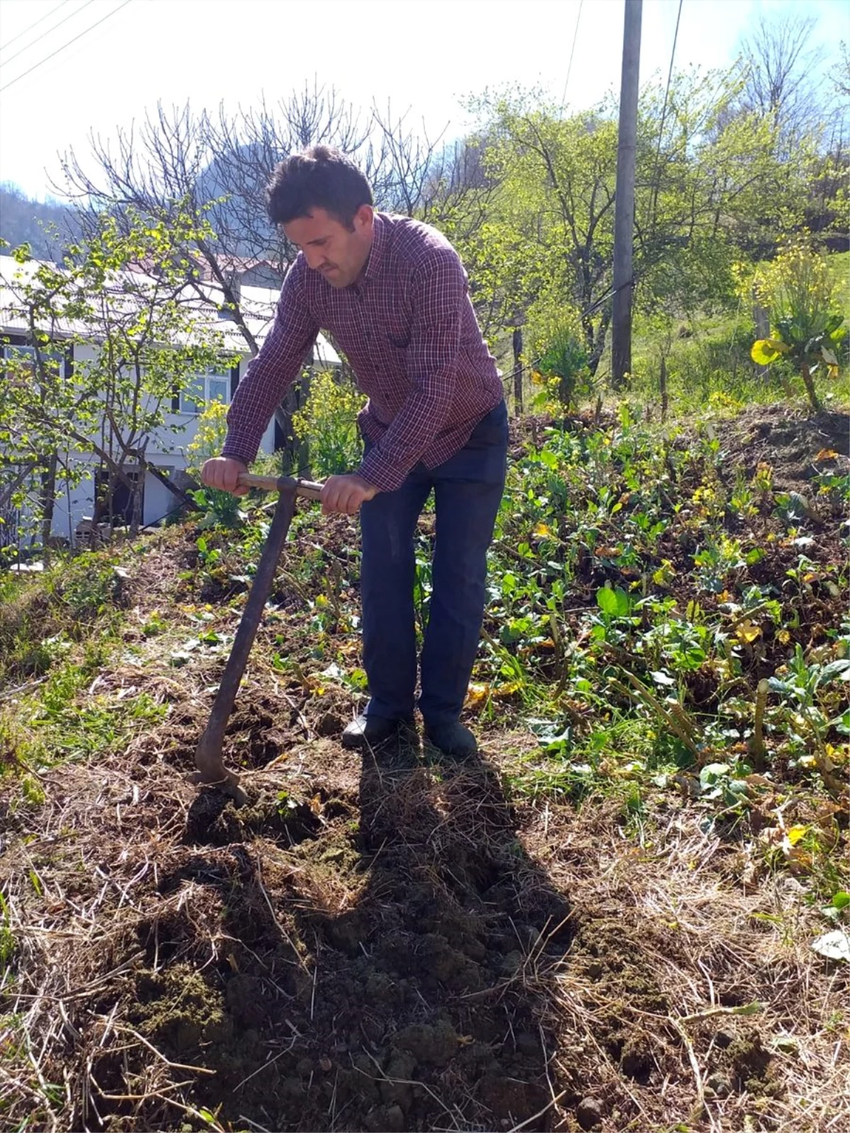 Giresun\'da köyün camisinin imamı yaşlı kadının tarlasını çapaladı