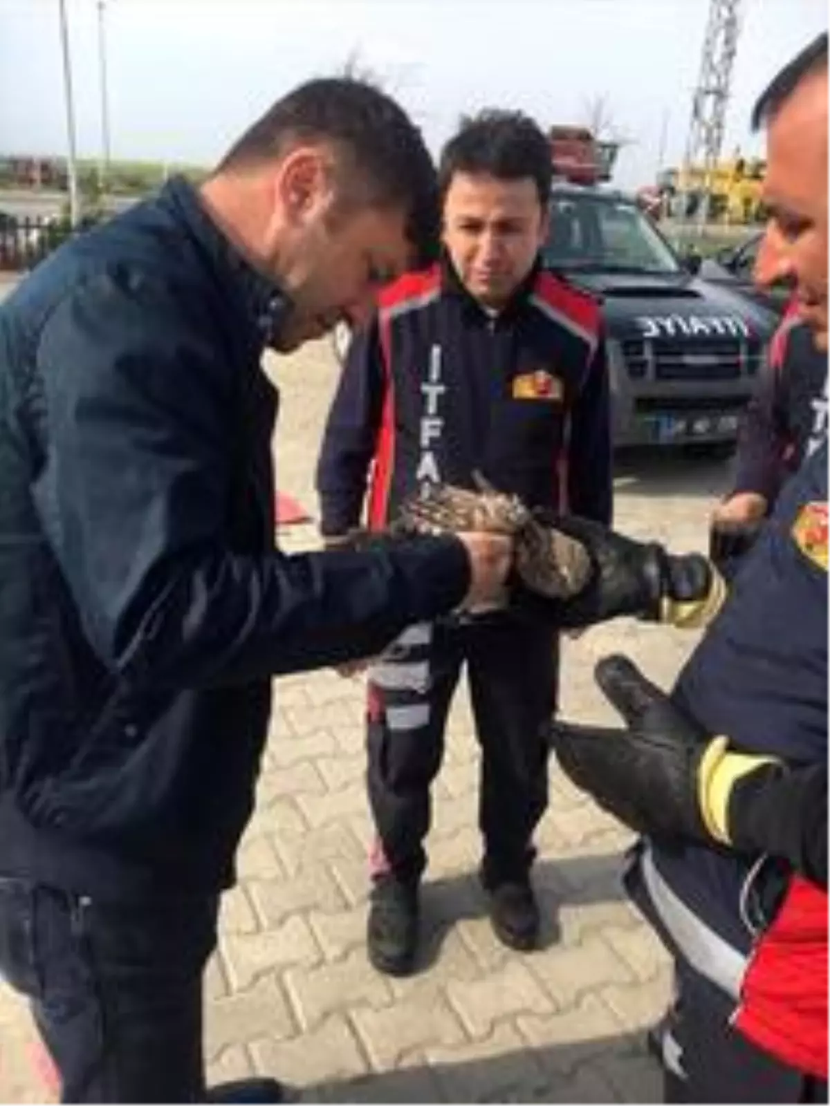 Kırklareli\'nde uçurtma iplerine takılan baykuşu itfaiyeciler kurtardı