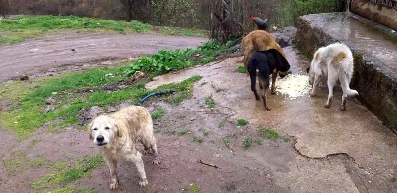 Topladıkları köpekleri, ormanlık alana bırakarak ölüme terk ettiler