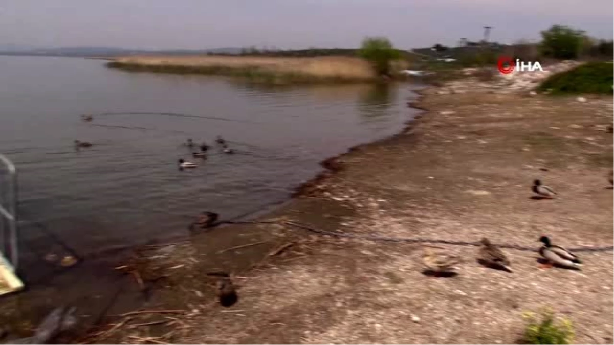 Belediye Başkanı Uluabat\'taki ördekleri elleriyle besledi, doğa mesajı verdi