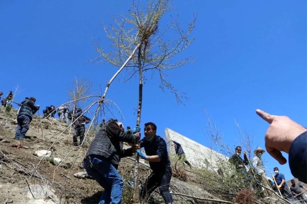 Hakkari\'de bin adet fidan dikildi