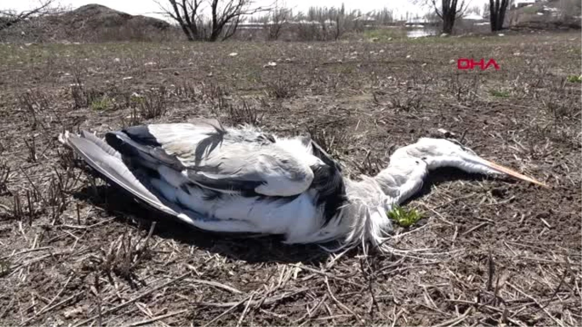 HAKKARİ Nehil Sazlığı\'nda \'gri balıkçıl\' kuşlarının ölümüne inceleme