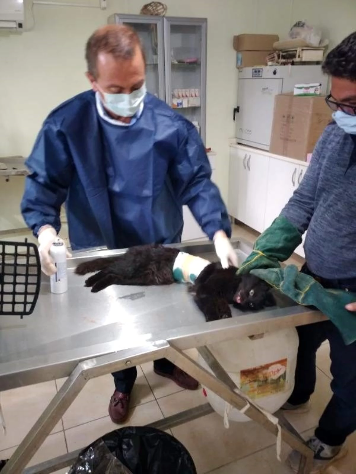 Karnına demir korkuluk saplanan kedi, kurtarıldı Son Dakika