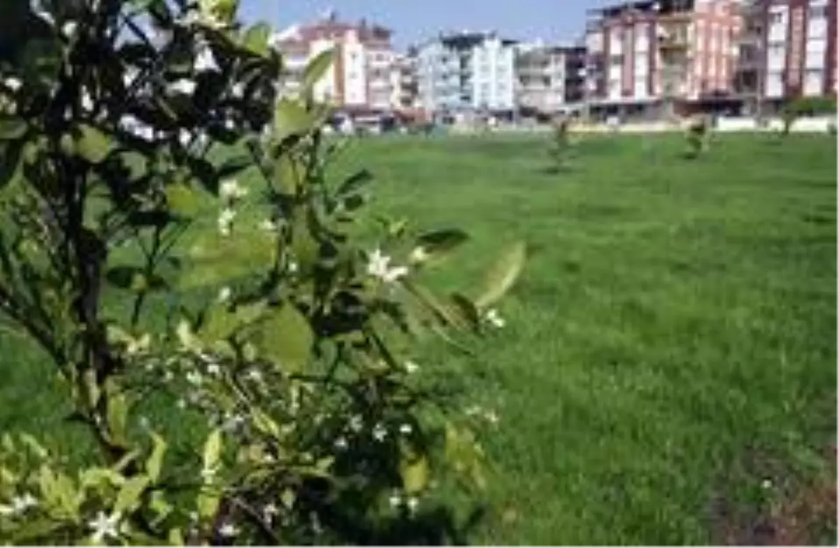 Kepez Belediyesinden, Kuzeyyaka\'ya portakal kokulu bahçe