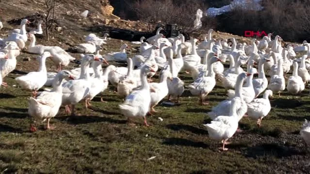 ORDU Kaz çiftliğinde et, yumurta ve civciv siparişlerine yetişemiyor
