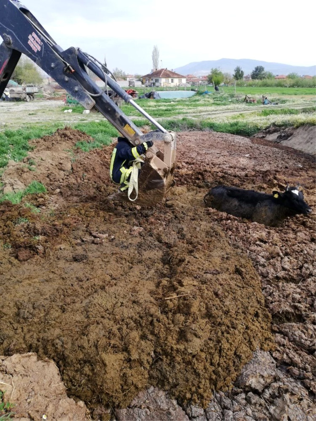 Tezek birikintisinden çıkamayan ineği itfaiye kurtardı