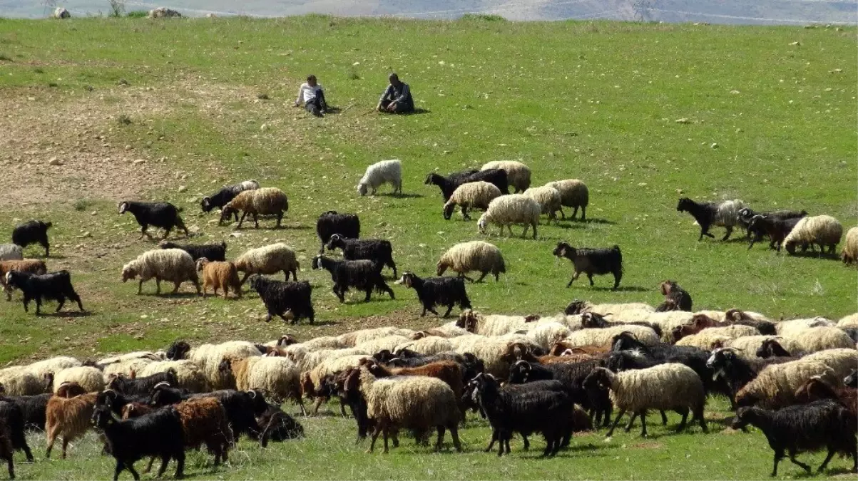 Yağışlar Gercüşlü çiftçilerin yüzünü güldürdü