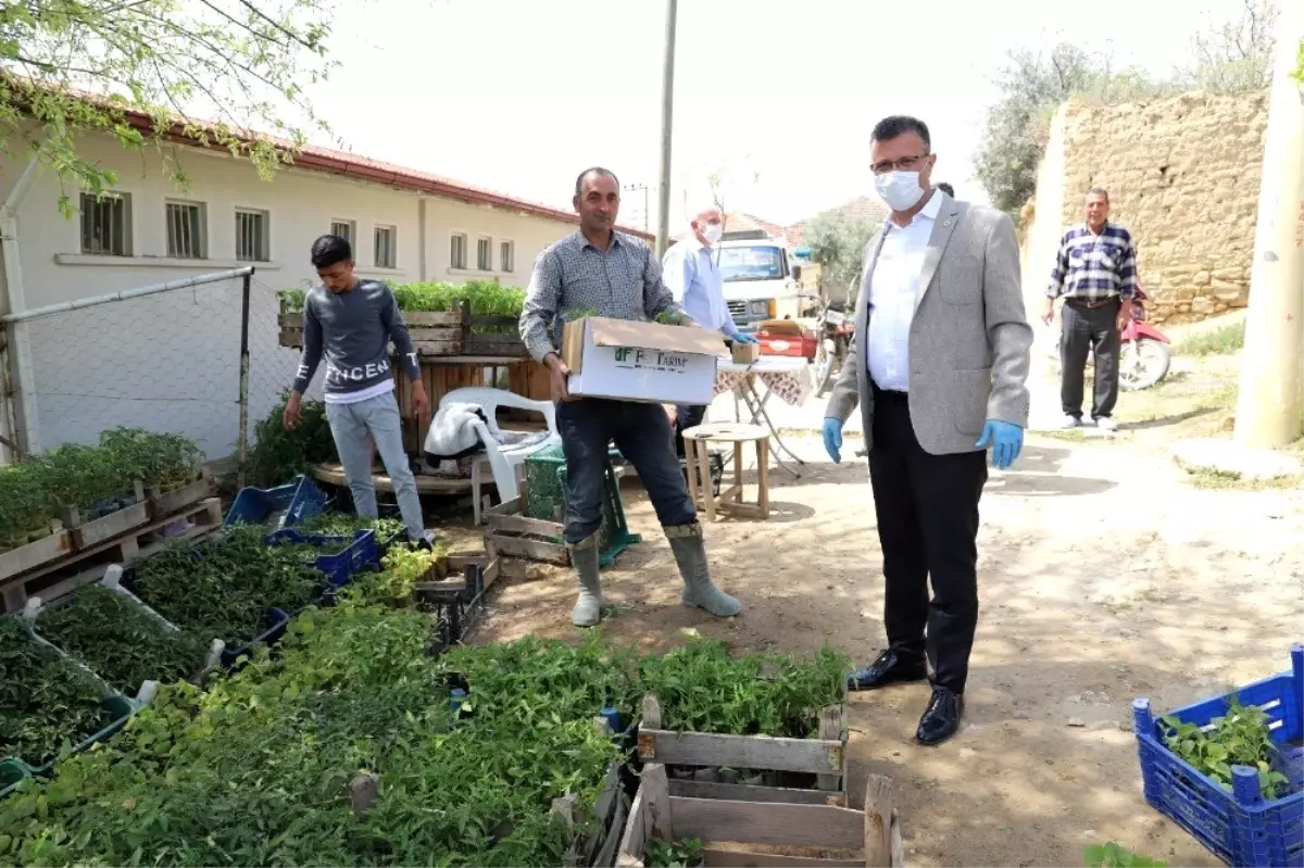 Belediye üreticilerden aldığı 70 bin fideyi çiftçilere ücretsiz dağıtılacak