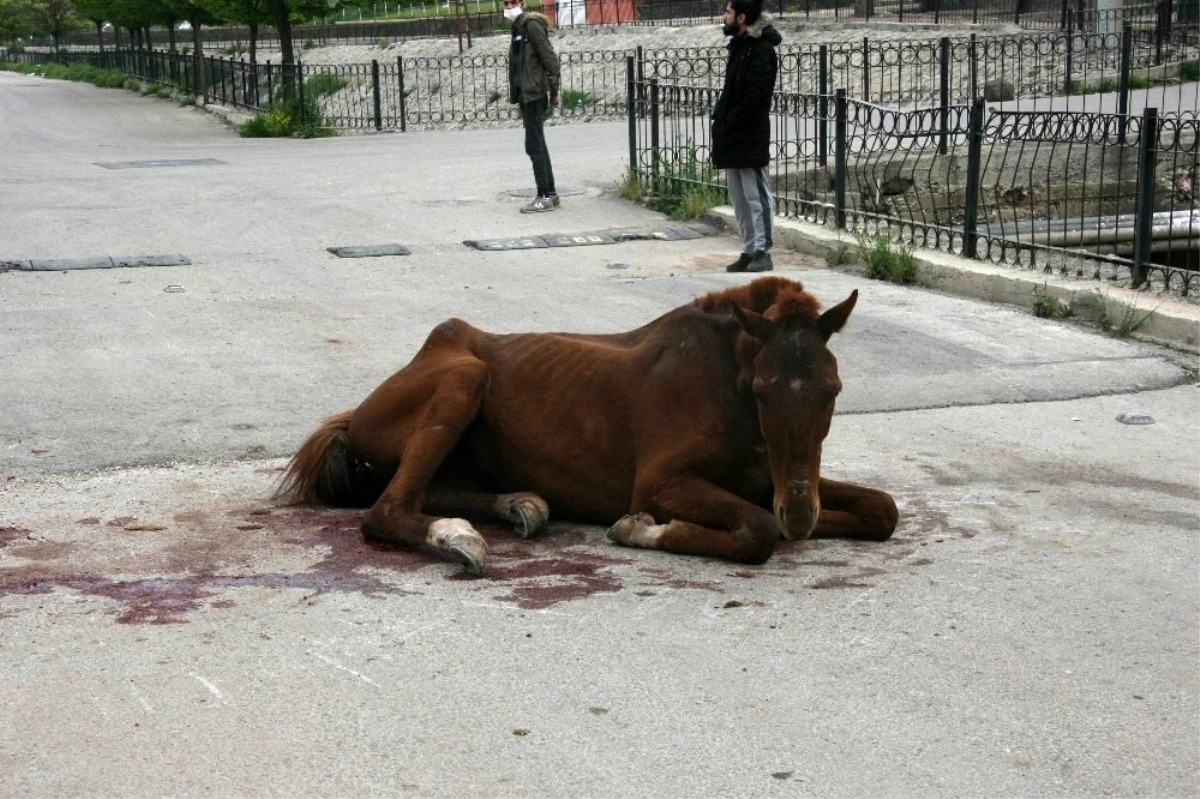 Çarptıkları atı yaralı halde yolun ortasında bıraktılar
