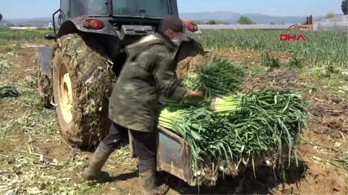 İzmirli çiftçiler muaf kararından memnun