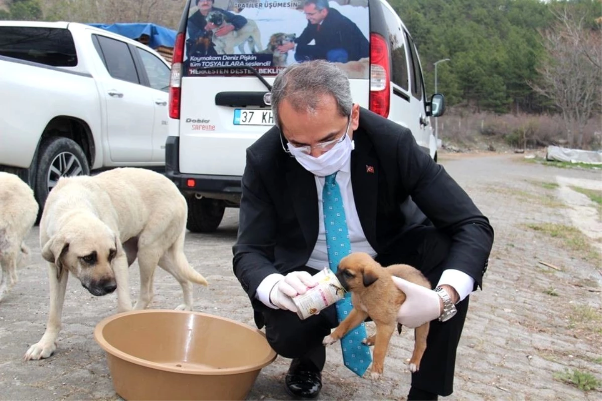 Kaymakam Pişkin sokak hayvanlarına yiyecek bıraktı