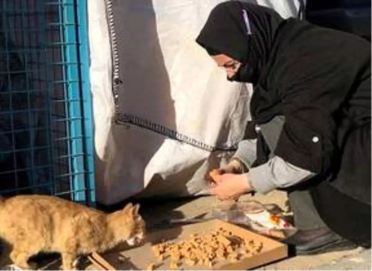 Keban Belediyesin sokak hayvanlarına mama desteği