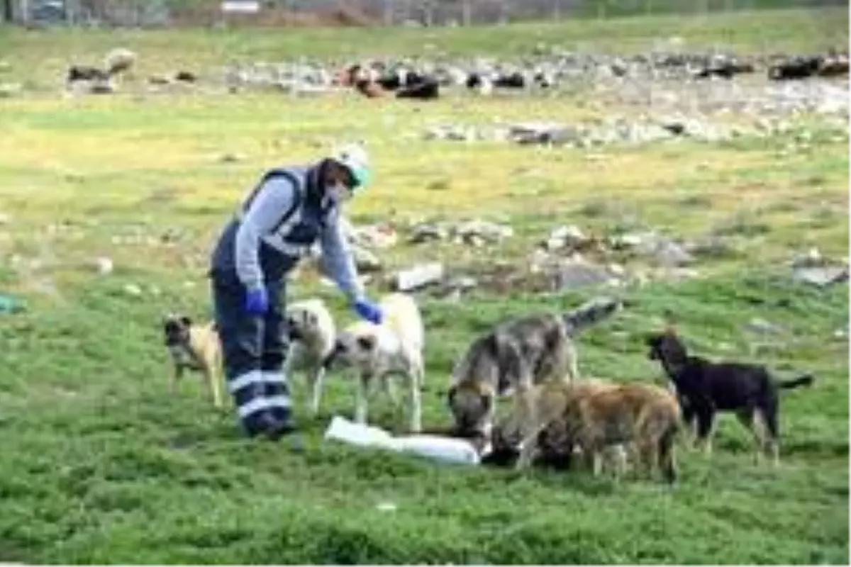 Konya Büyükşehir sokak hayvanları için yemek atıklarından mama üretecek