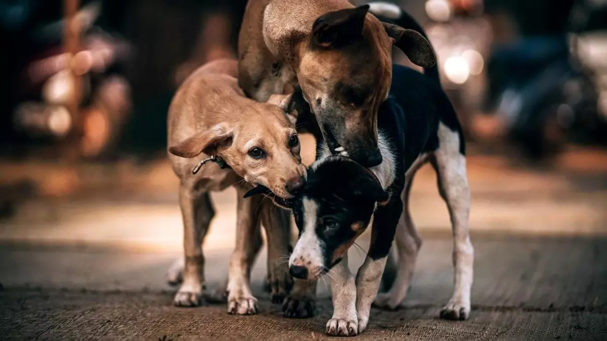 Koronavirüsü Yarasa Yiyen Sokak Köpekleri Başlatmış Olabilir