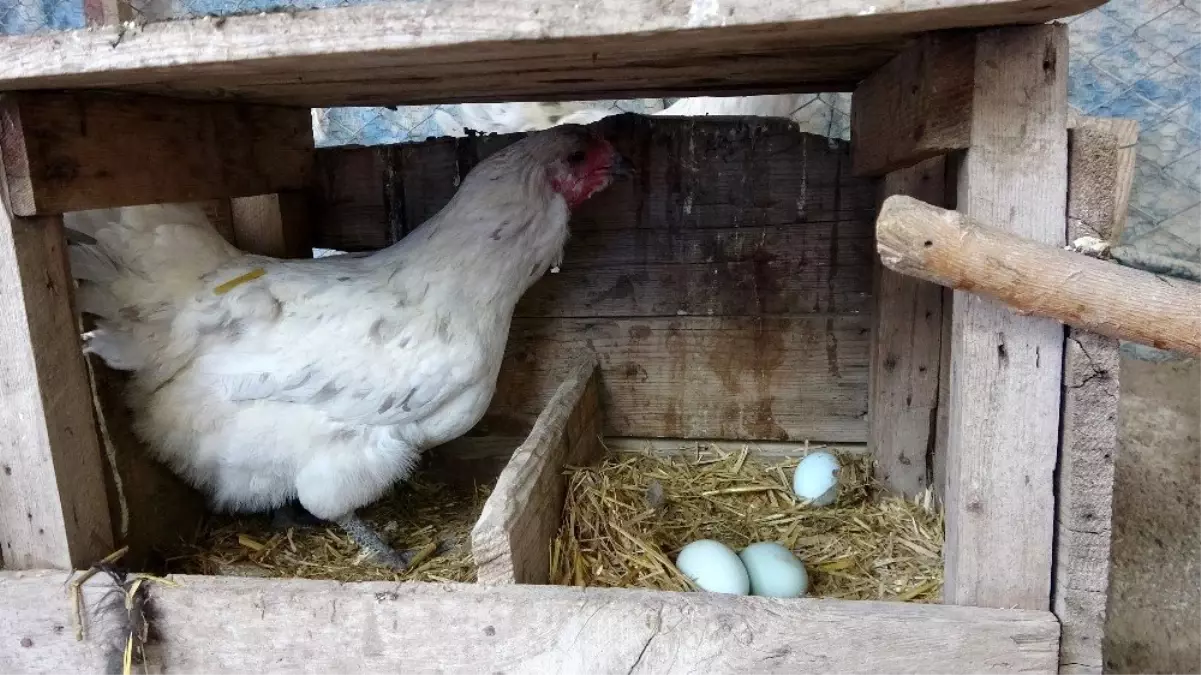 Mavi yumurtlayan tavuk görenleri şaşırtıyor