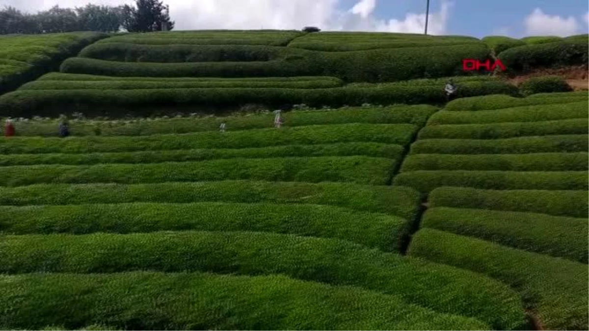 RİZE Üreticilerin \'sokağa çıkma yasağından muaf\' kararı sevinci