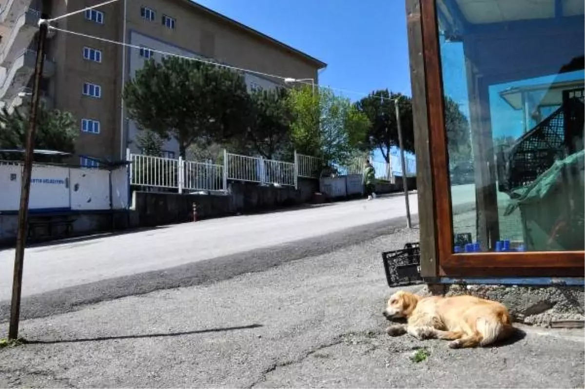 Sahibi tedaviye alınan köpek, hastane önünde bekliyor