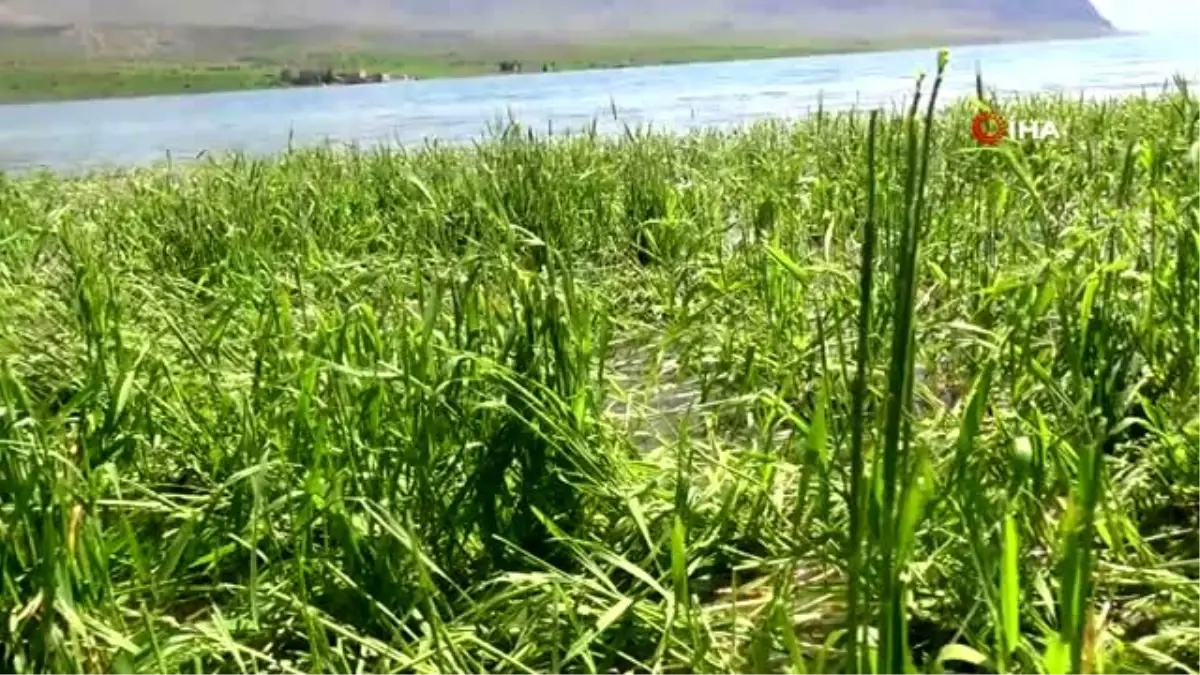 Siirt\'te yoğun yağış tarım arazilerini vurdu