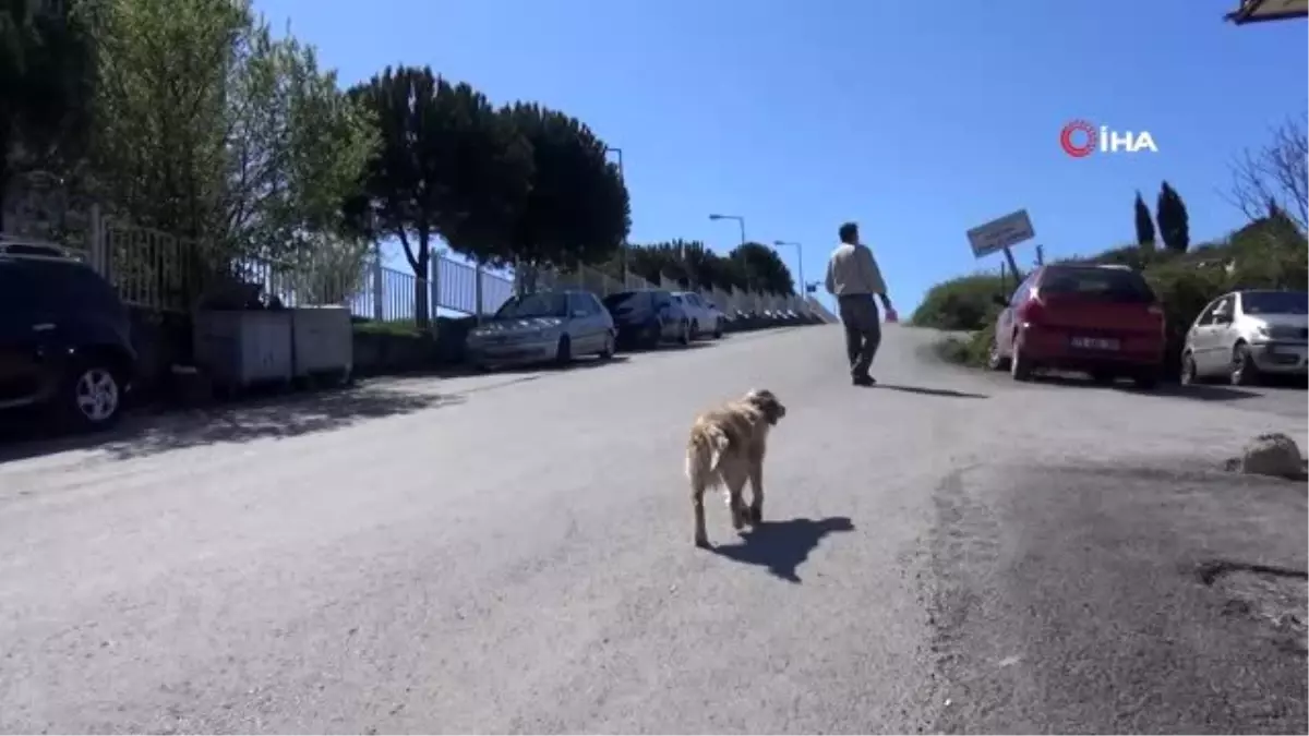 Tedavi gören sahibini hastane bahçesinde bekliyor