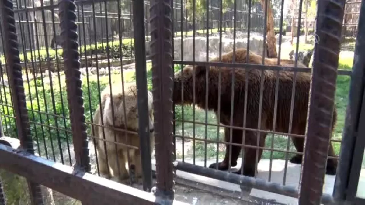 Yavru boz ayılar Tarsus Doğa Parkı\'nın maskotu oldu