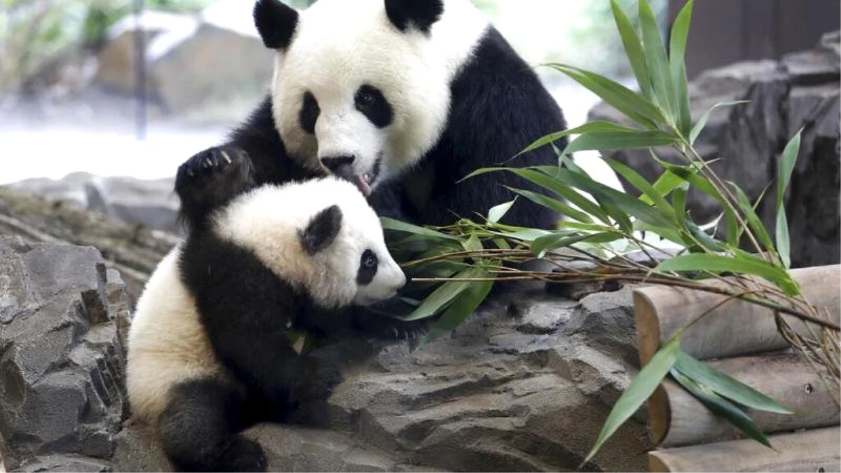 Çin\'de panda erken doğum yaptı: İkiz yavrulara \'kuru makarna\' ve \'yumurta keki\' adı verildi