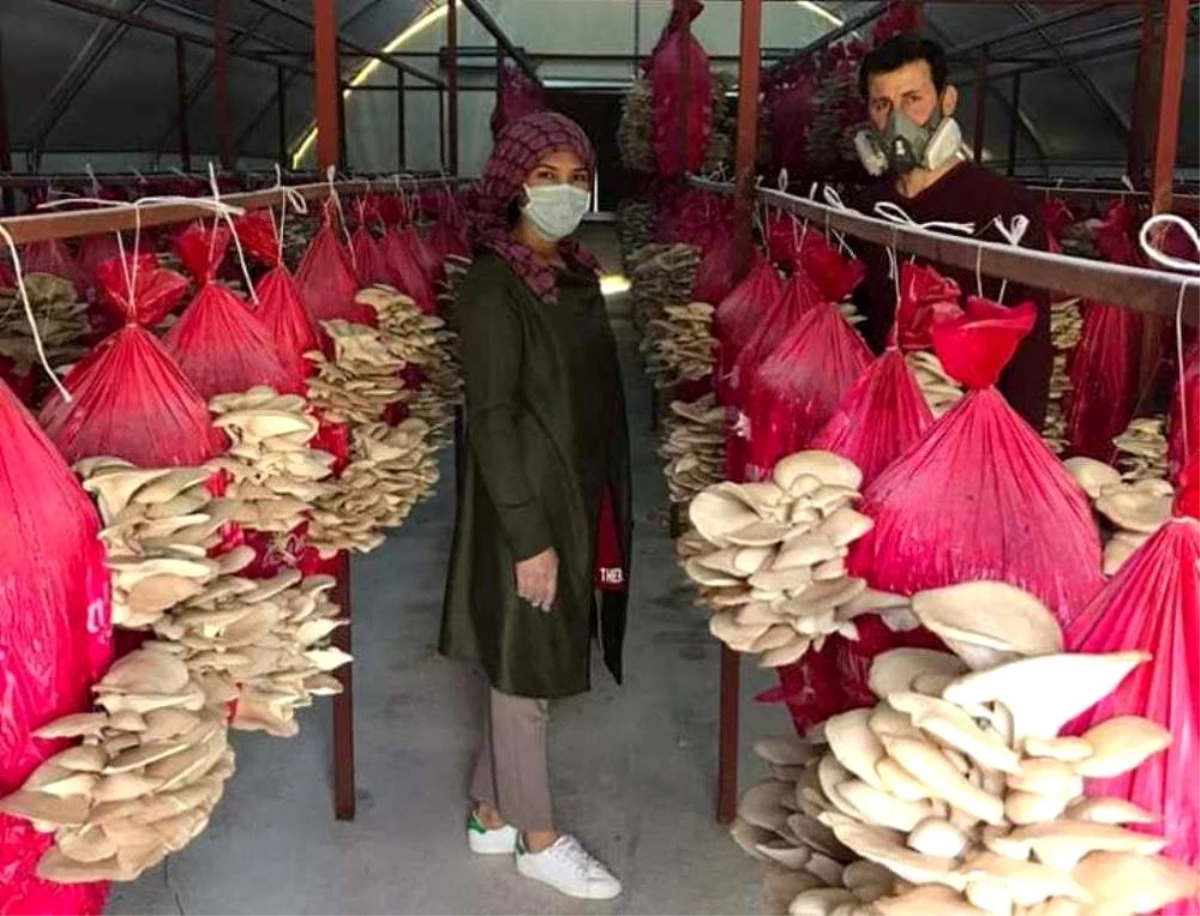 Aydın\'da yaşayan çift, devletten aldığı 30 bin liralık hibeyle yıllık 8 ton mantar üretiyor