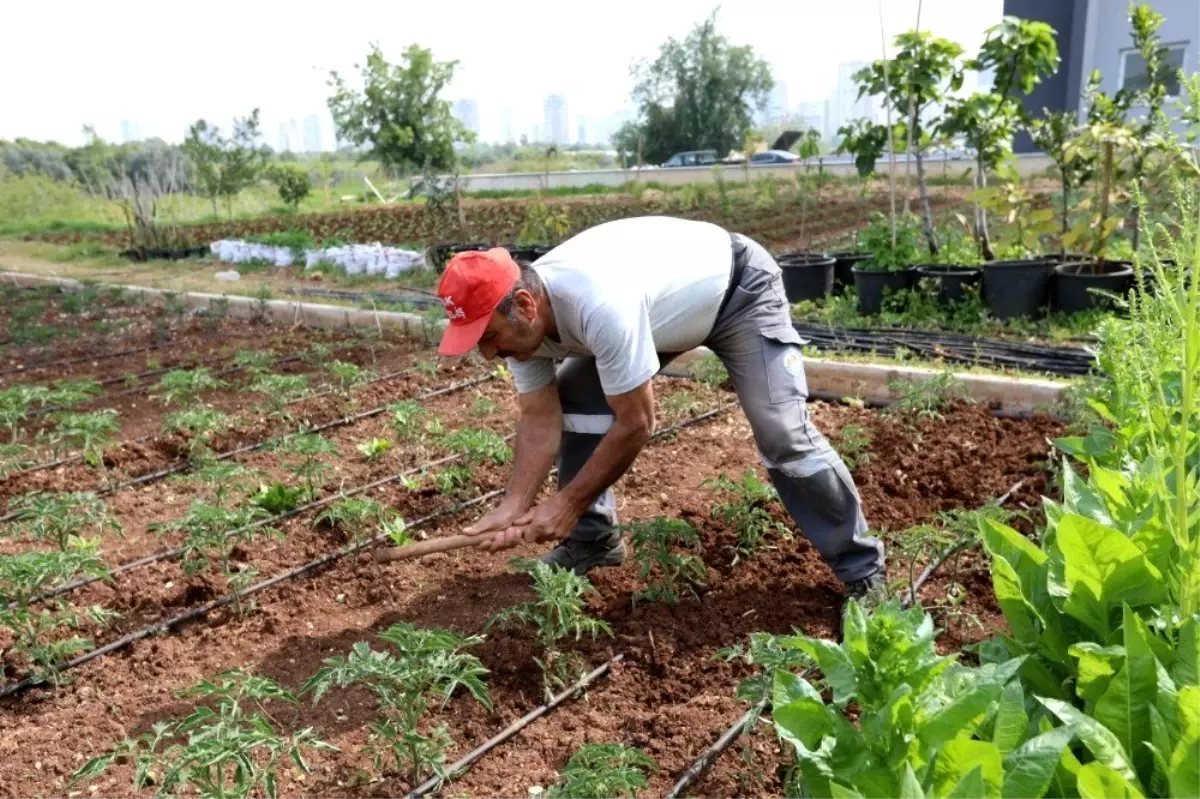 Gönüllüler, Mezitli Belediyesi Aşevi için sebze üretimine devam ediyor