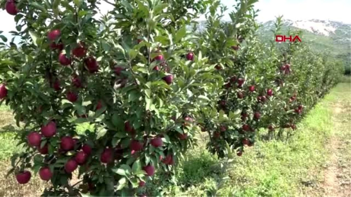 Isparta\'daki elma üreticileri yeni döneme hazırlanıyor
