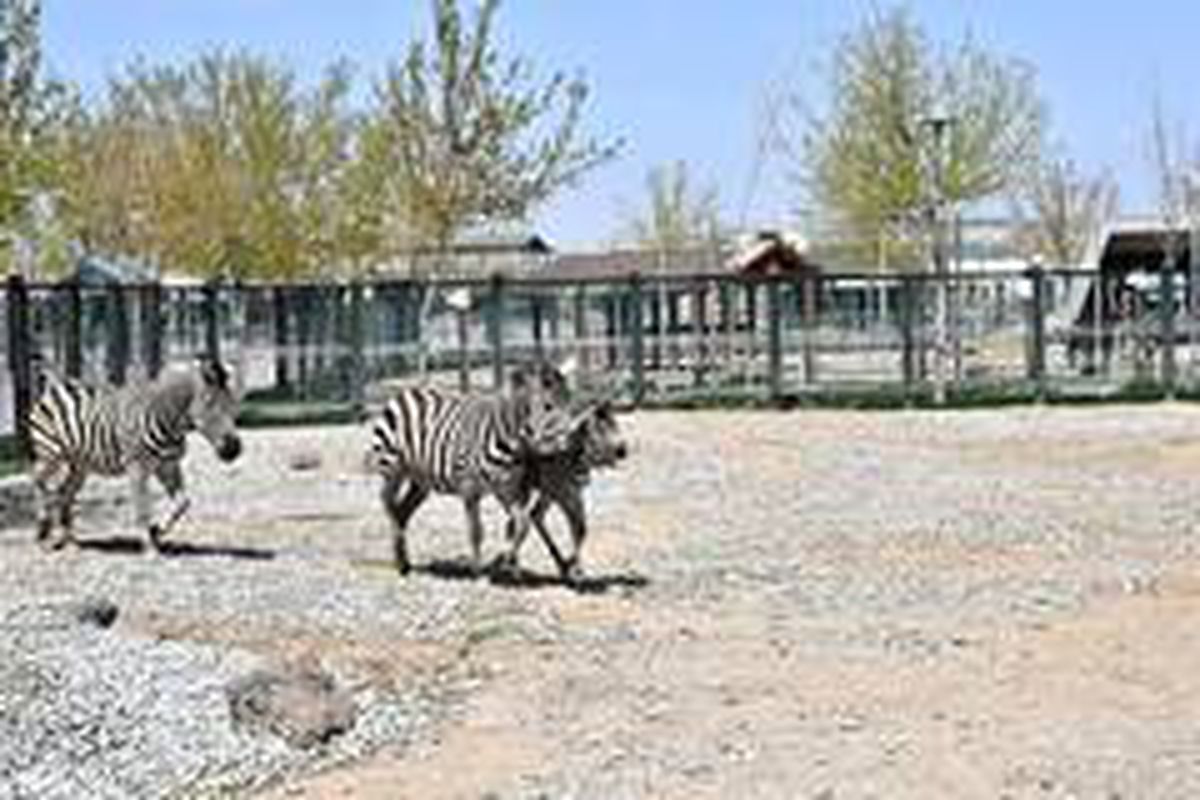 Kayseri Hayvanat Bahçesi\'nde yeni zebra dünyaya geldi
